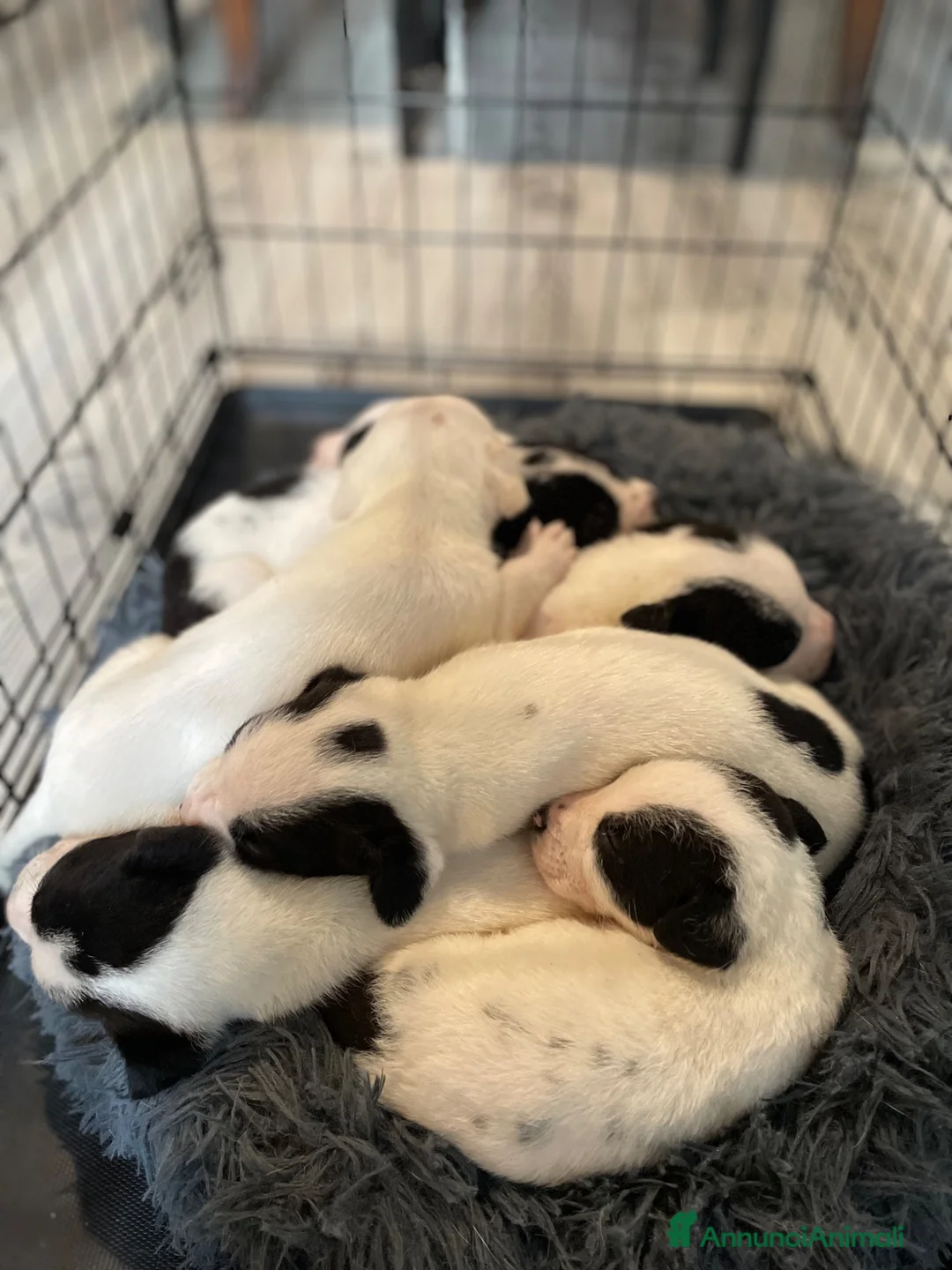Meticcio cani in regalo: Regalo Cuccioli incrocio di Amstaff - Annuncio 1
