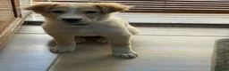 Meticcio cani in vendita: Vendo cagnolina  a Libero consorzio comunale di Caltanissetta - Annuncio 4