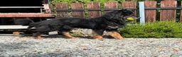 Meticcio cani in regalo: DICK  - Annuncio 3