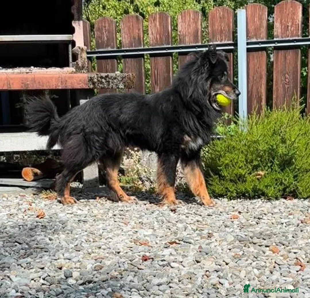 Meticcio cani in regalo: DICK  - Annuncio 3
