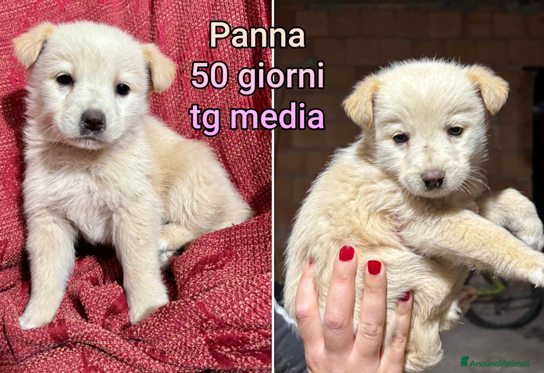 Meticcio cani in regalo: CUCCIOLI ABBANDONATI: EMERGENZA  - Annuncio 5