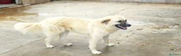 Meticcio cani in regalo: Burka 1 anno, buonissima - Annuncio 12