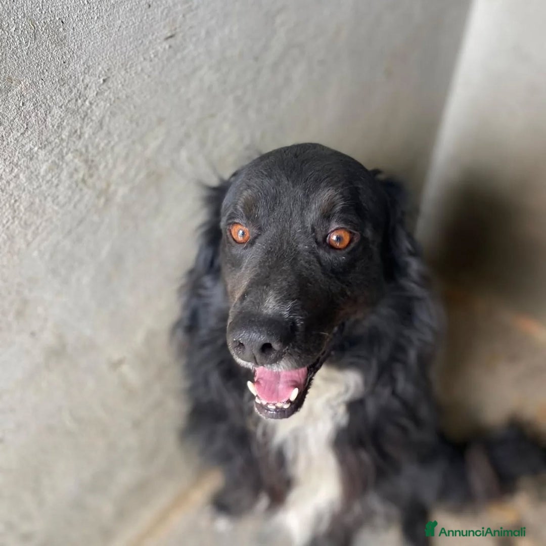 Meticcio cani in regalo: PRINCE dolce e sfortunato cerca adozione!!! - Annuncio 3