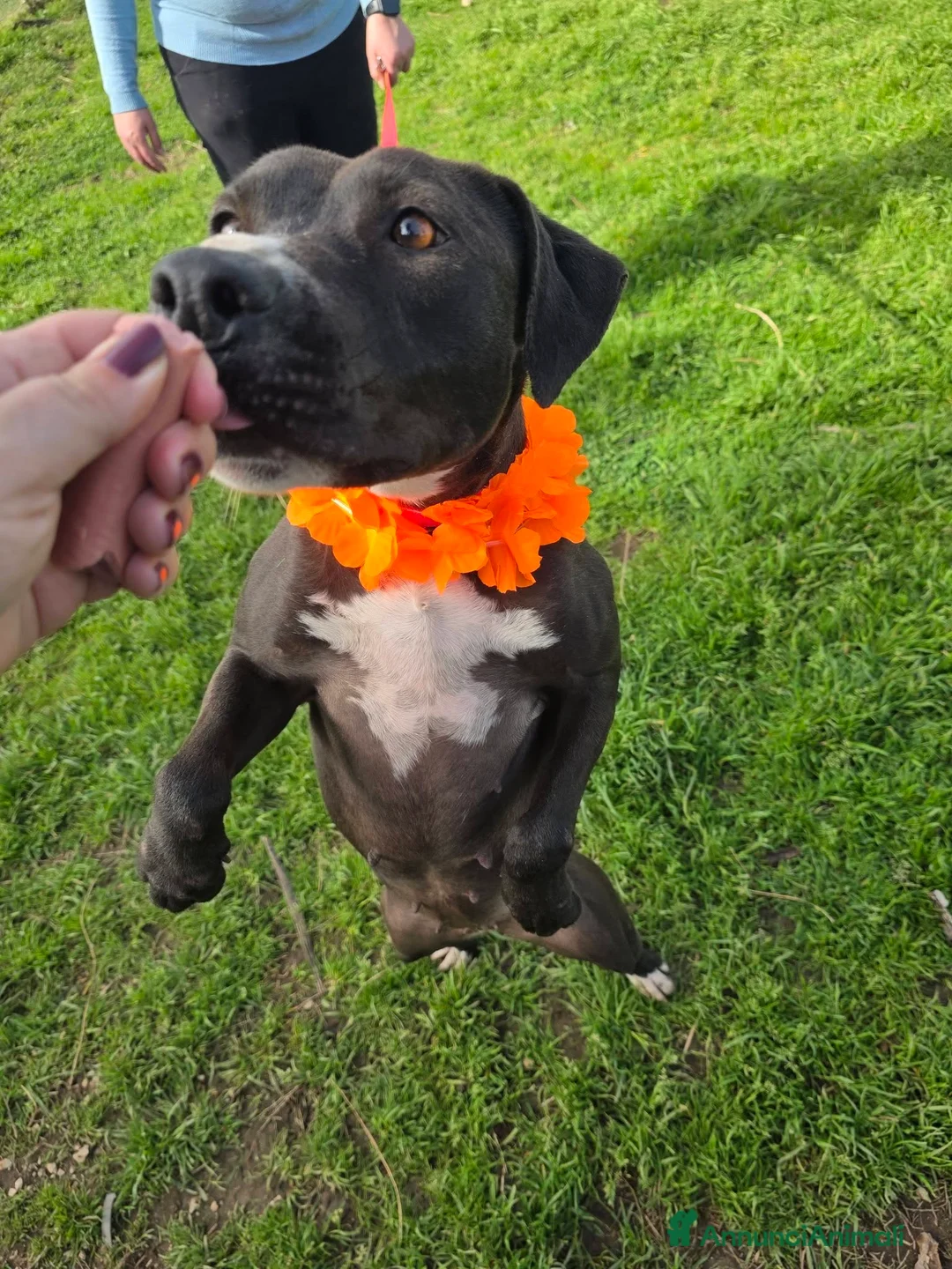 Meticcio cani in regalo: Silhouette, in canile - Annuncio 8