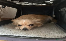 Chihuahua cani in vendita: chihuahua messicano a Città metropolitana di Roma Capitale - Immagine 6