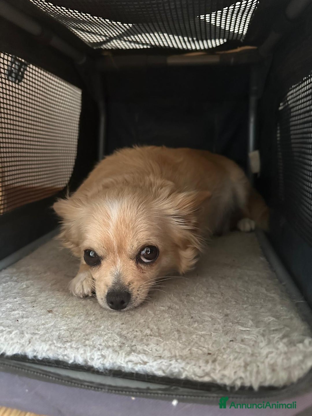 Chihuahua cani in vendita: chihuahua messicano a Città metropolitana di Roma Capitale - Immagine 6
