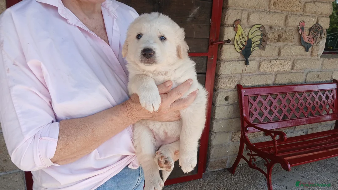 Meticcio cani in regalo: SANSA CUCC MAREMMANO CERCA LA SUA FAMIGLIA - Annuncio 2