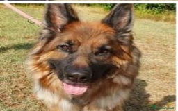 Pastore Tedesco cani in regalo: Pastore Tedesco pelo lungo 8anni salito a MILANO a Città Metropolitana di Milano - Annuncio 2