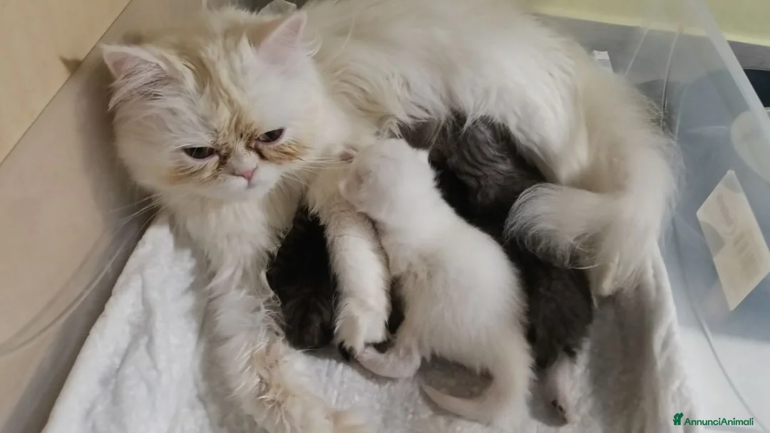 Persiano gatti in vendita: CUCCIOLI TABBY - CHICHILLA' SILVER e WHITE - Annuncio 1