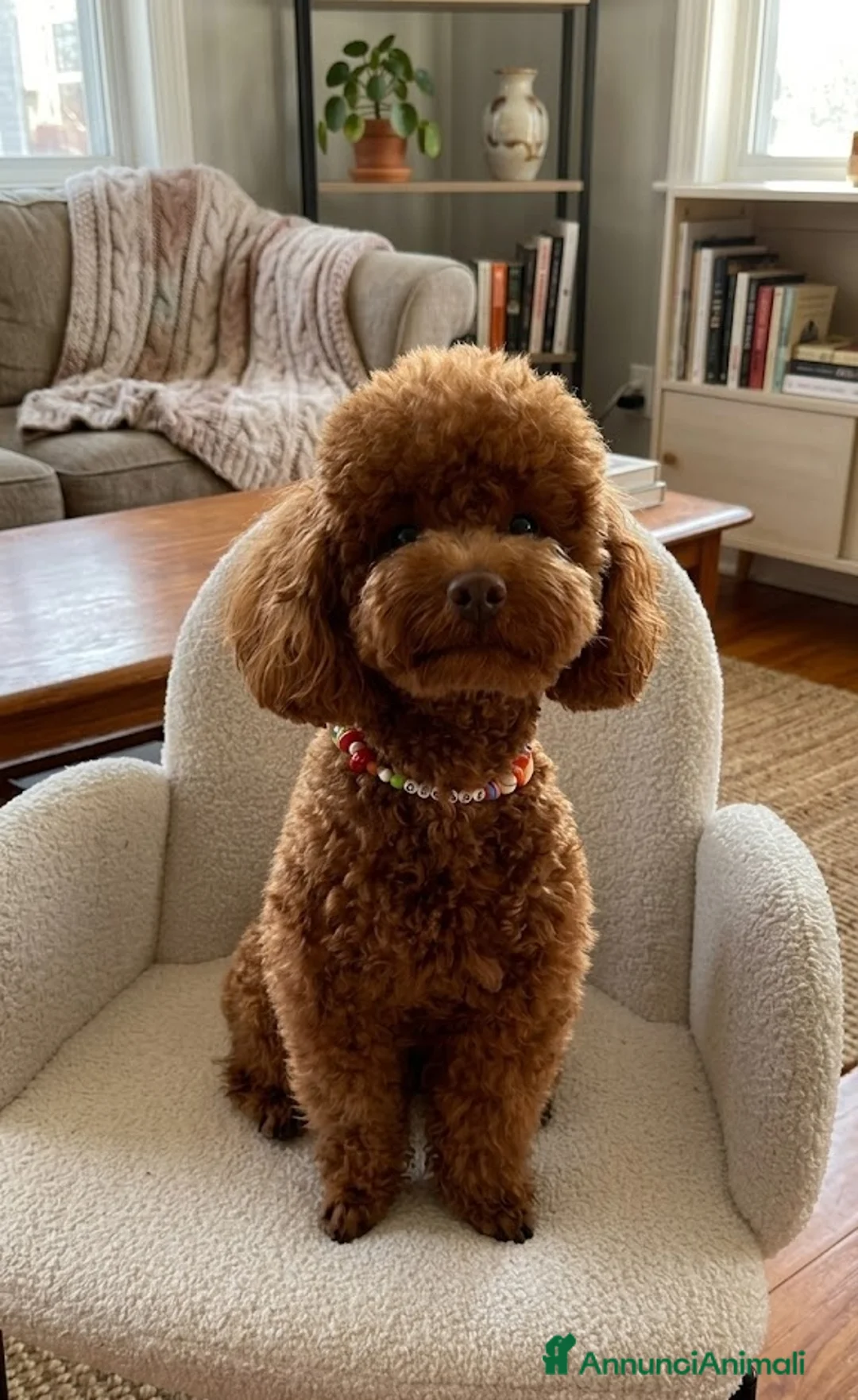 Barboncino cani in vendita: Barboncini toy manto rosso - Annuncio 2