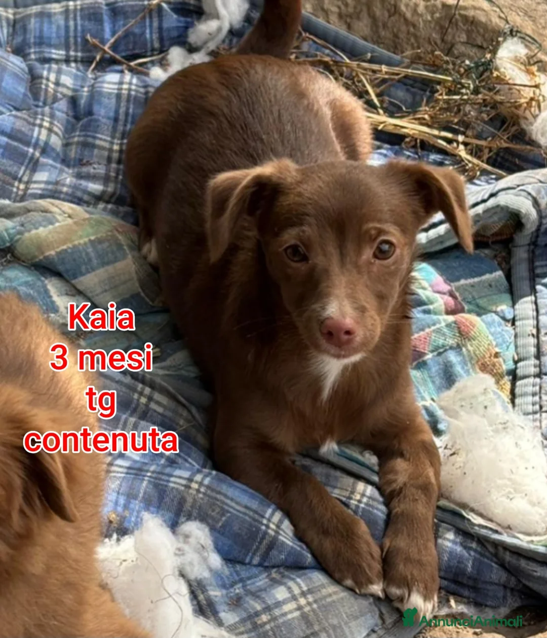 Meticcio cani in regalo: ADOTTA UN CUCCIOLO  a Provincia di Reggio Emilia - Annuncio 11