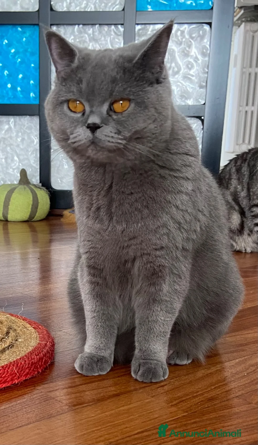 Scottish gatti in vendita: Cuccioli Scottish straight  - Annuncio 1