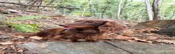 Bassotto Nano cani per accoppiamento: Bassotto nano pelo lungo per accoppiamento - Annuncio 2