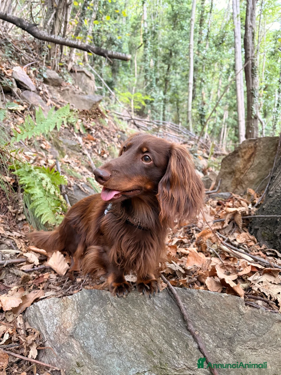 Bassotto Nano cani per accoppiamento: Bassotto nano pelo lungo per accoppiamento - Annuncio 2