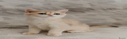 Scottish gatti in vendita: Gattina Scottish straight blue golden - Annuncio 3