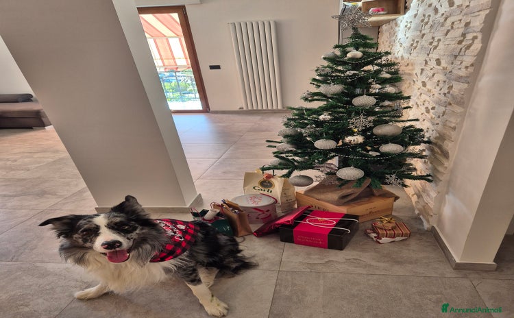 Border Collie cani a Provincia di Imperia - Annuncio 6