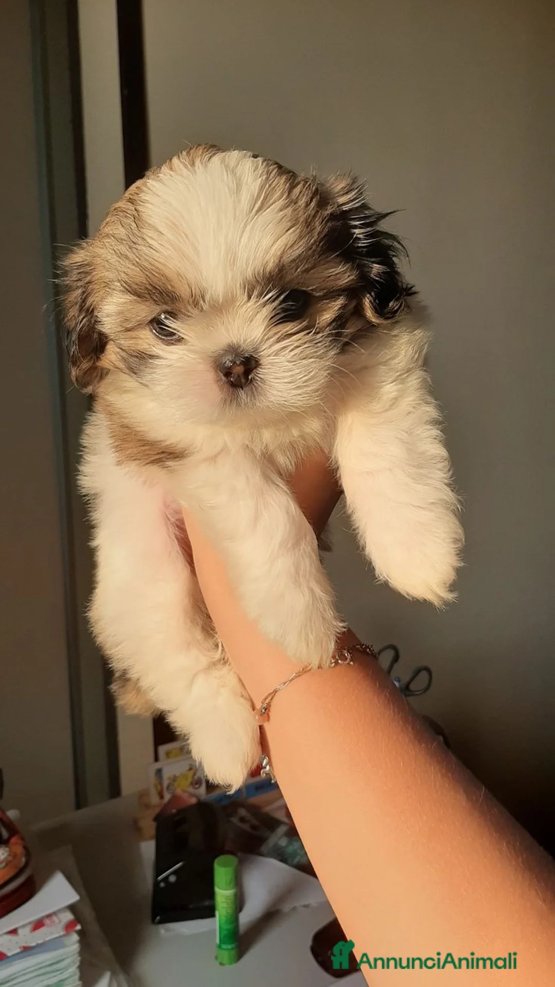 Shih Tzu cani in vendita: Cuccioli di Shih Tzu a Città Metropolitana di Torino - Annuncio 2