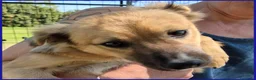 Meticcio cani in regalo: MIRA STUPENDA CUCCIOLA 6 MESI DAGLI OCCHI DOLCI CE - Annuncio 7