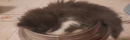 Siberiano gatti in vendita: Cucciolini di gatto siberizno cresciuti in casa - Annuncio 3