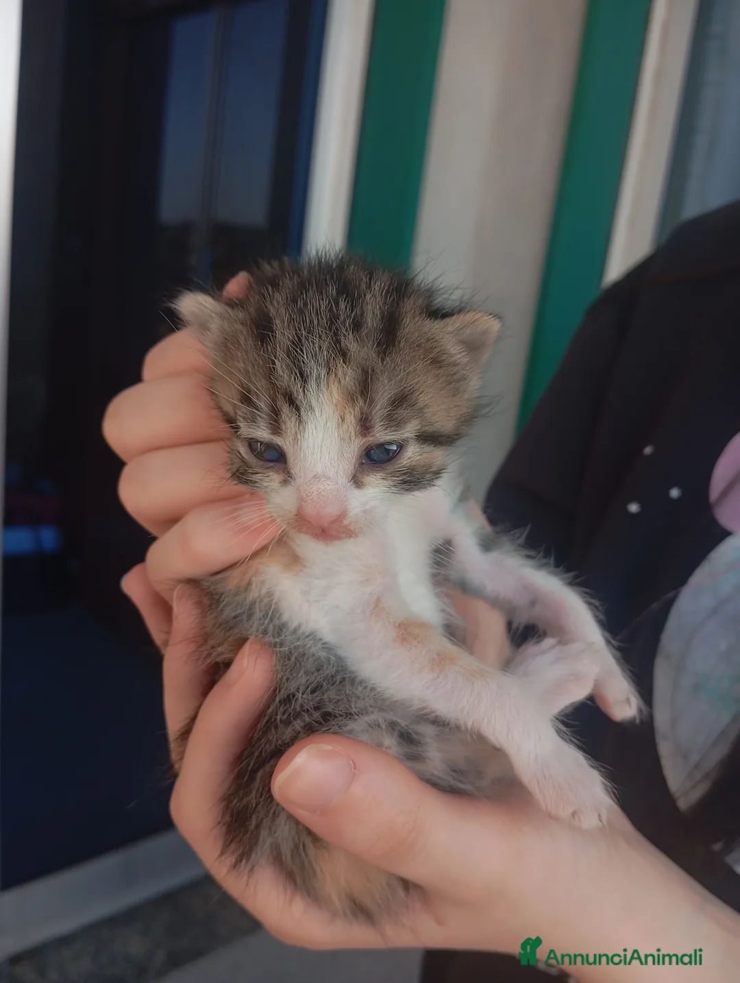 Meticcio gatti in regalo: Gattini - Annuncio 6