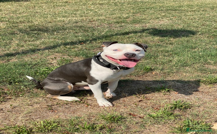 Pitbull cani - Annuncio 1