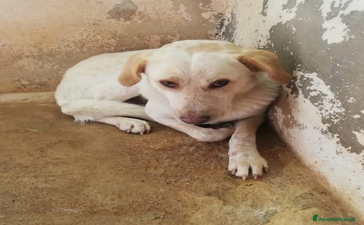 Meticcio cani a Città metropolitana di Milano - Annuncio 4