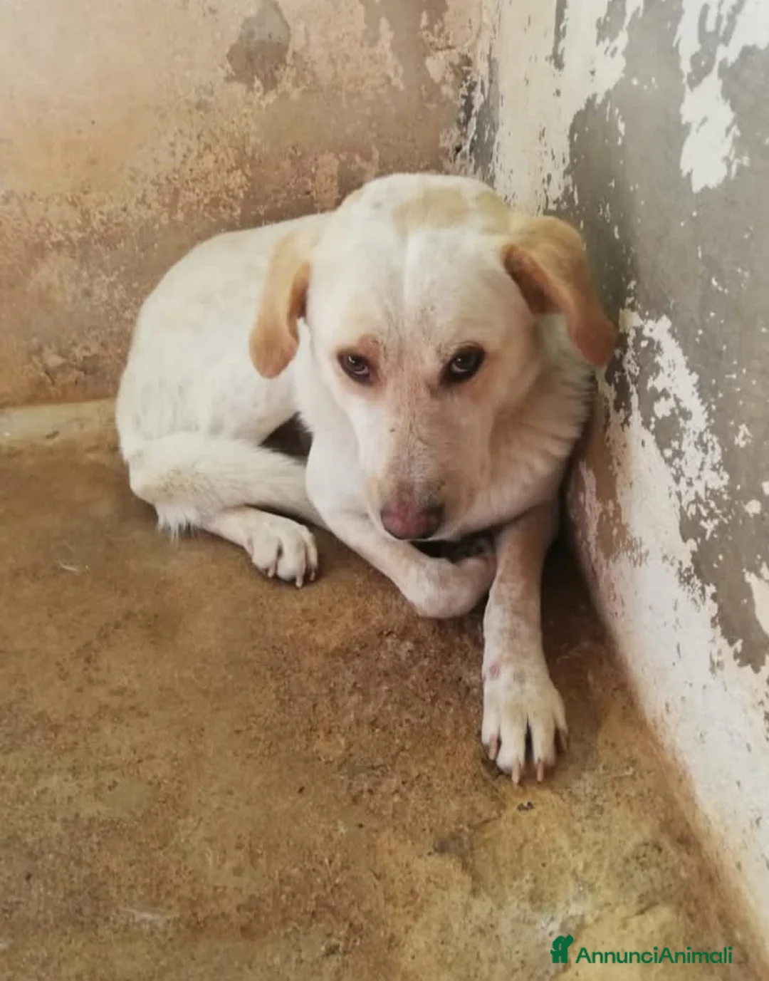 Meticcio cani in regalo: Giosuè 17mesi ora dorme in terra solo in 1box.SUD a Città metropolitana di Milano - Annuncio 1