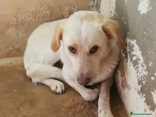 Meticcio cani Giosuè 17mesi ora dorme in terra solo in 1box.SUD a Città metropolitana di Milano - Annuncio 22