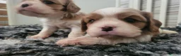 Cavalier King cani in vendita: CAVALIER KING CHARLES SPANIEL  - Annuncio 2