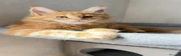 Maine Coon gatti in vendita: Gattini Maine coon di razza pura - Annuncio 6