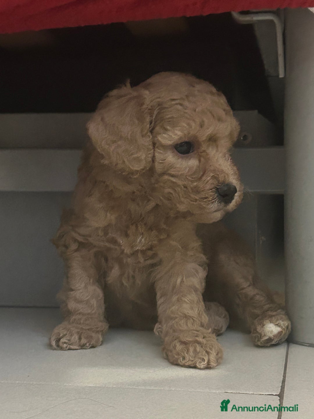 Barboncino cani in vendita: Cuccioli barboncini  - Annuncio 4