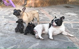 Bulldog Francese cani in vendita: Bulldog francese maschio - Immagine 10