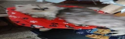 Persiano gatti in vendita: Gatti  - Annuncio 2