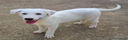Meticcio cani in regalo: SCAMORZA 💙 UNA NUVOLA CON QUATTRO ZAMPE a Provincia di Piacenza - Annuncio 4