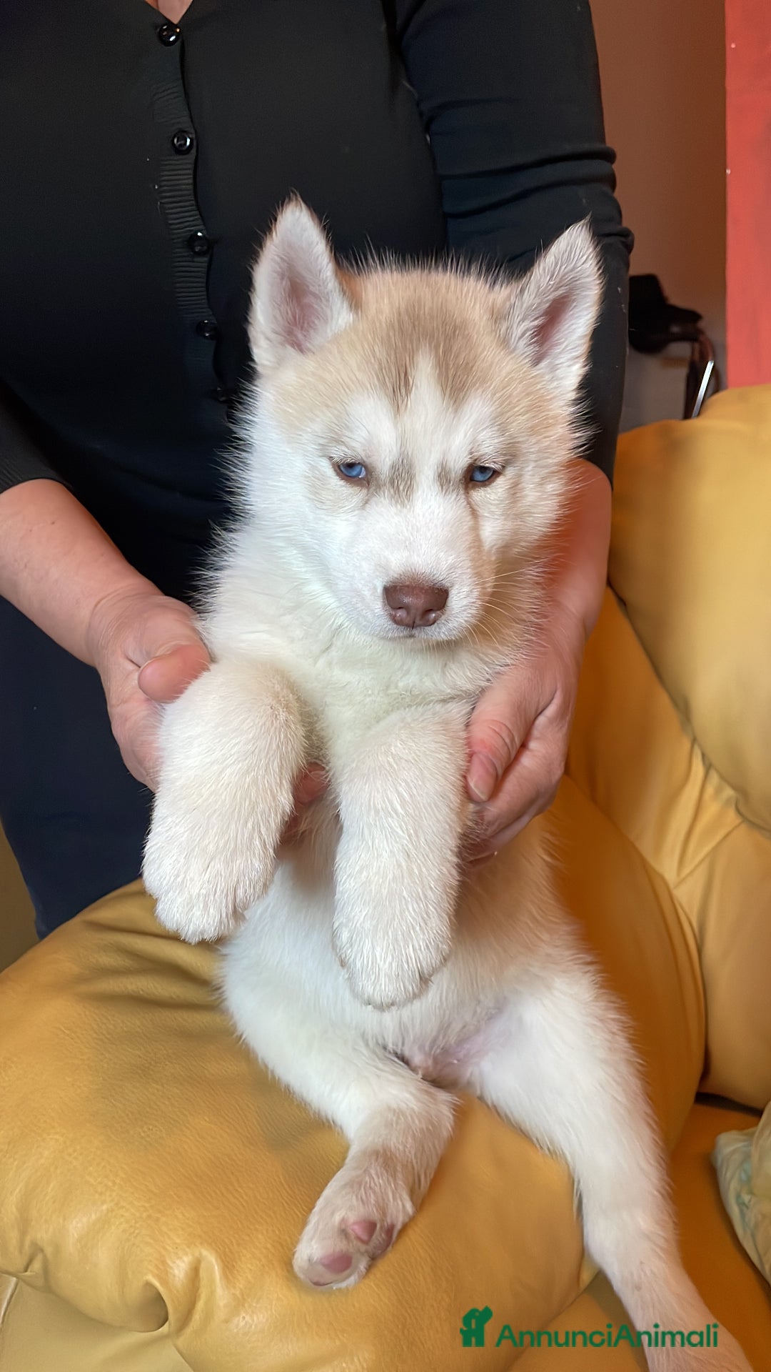 Husky cani in vendita: Cuccioli Siberian Husky - Annuncio 8