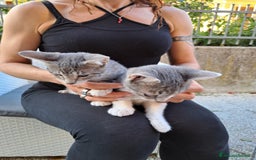 Europeo gatti in regalo: ❤️CI SIAMO ANCHE NOI - Immagine 7