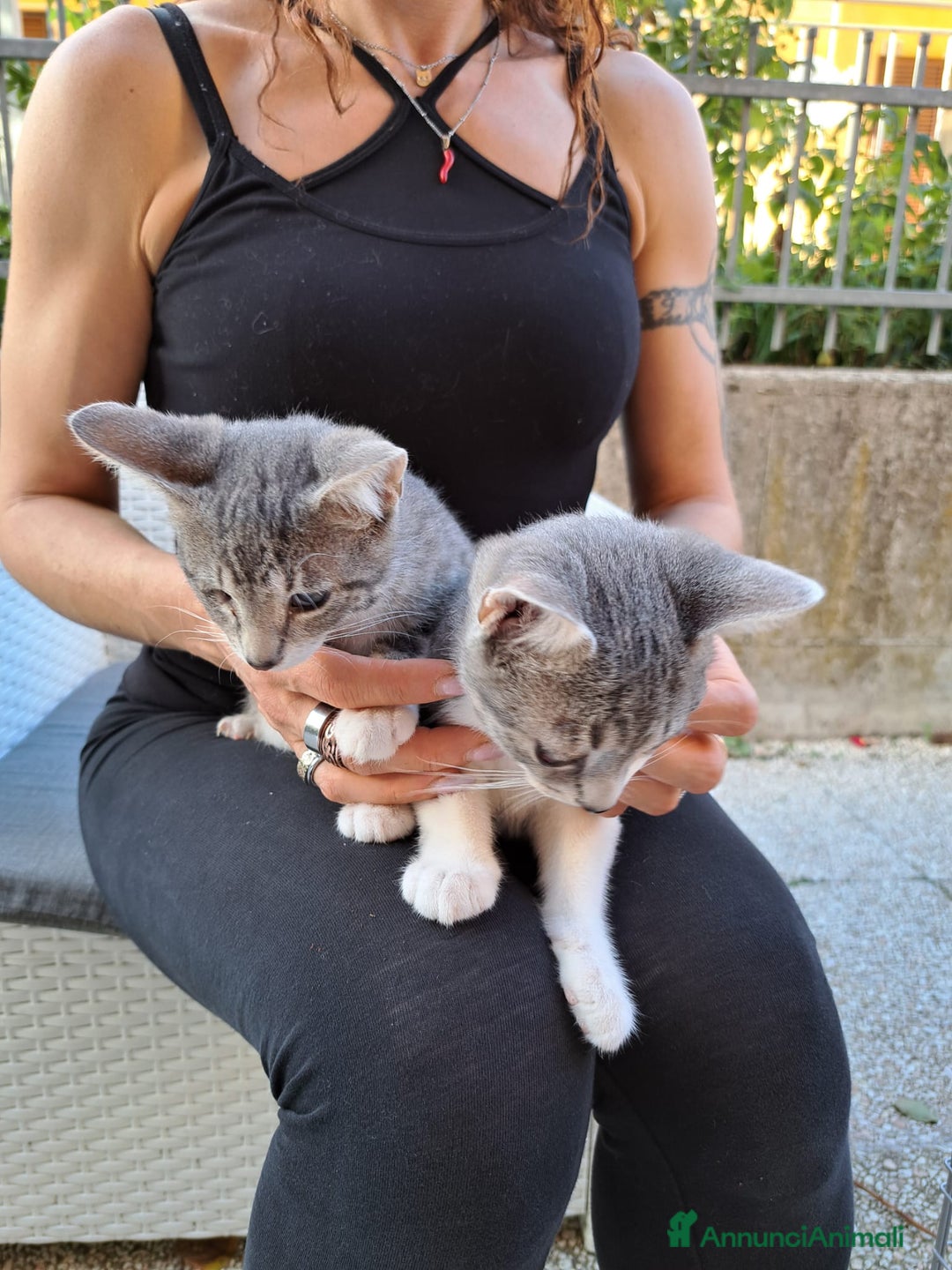 Europeo gatti in regalo: ❤️CI SIAMO ANCHE NOI - Immagine 7