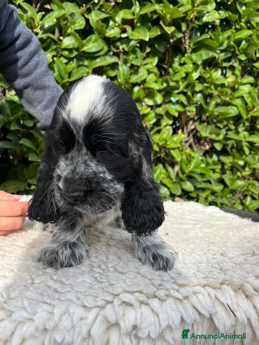 Cocker cani in vendita: Cocker spaniel inglese con pedigree - Annuncio 6