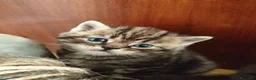 Scottish gatti in vendita: Gatti schottish  - Annuncio 4