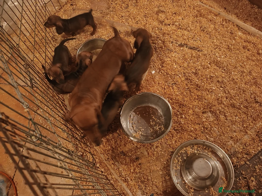 Bassotto cani in vendita: BASSOTTI TEDESCHI PELO CORTO  - Annuncio 4