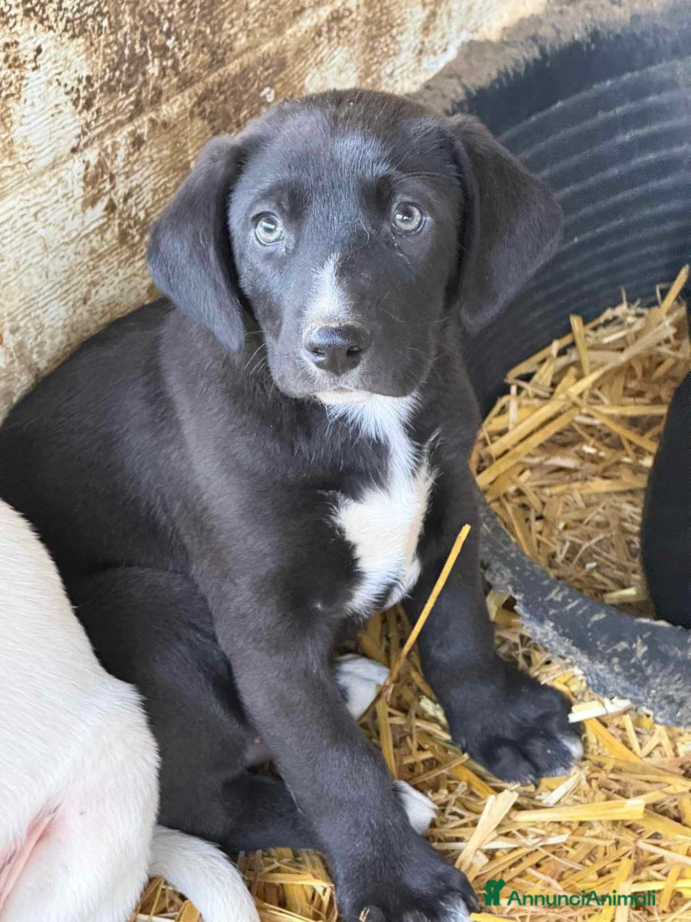 Meticcio cani HARE, cucciolo dagli occhi verdi. TENERISSIMO! - Annuncio 26