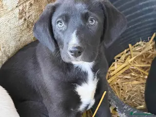Meticcio cani HARE, cucciolo dagli occhi verdi. TENERISSIMO! - Annuncio 26