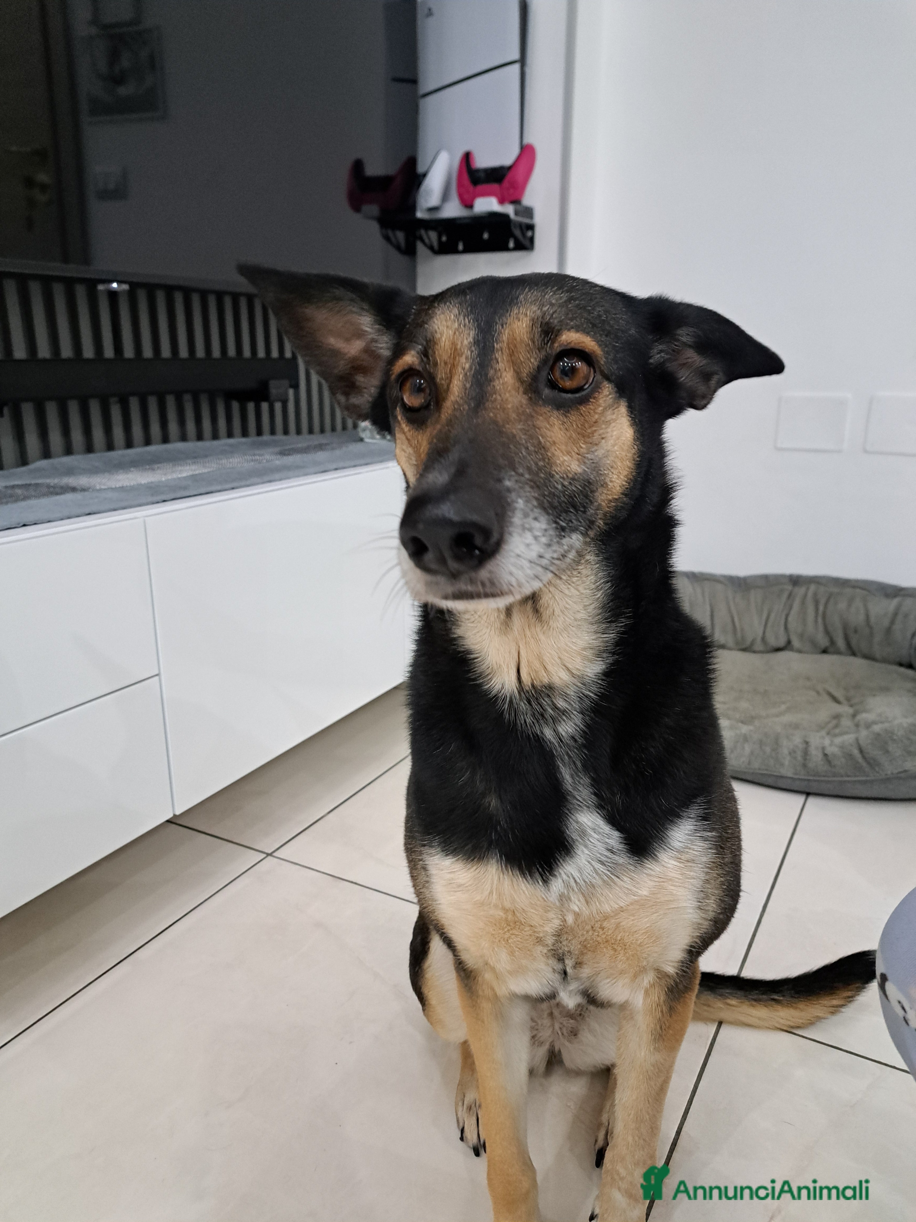 Meticcio cani SOLO PERSONE DAVVERO INTERESSATE - Annuncio 2