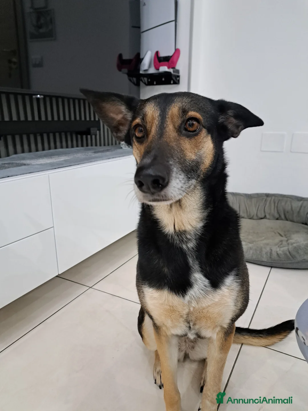 Meticcio cani in regalo: SOLO PERSONE DAVVERO INTERESSATE - Annuncio 1