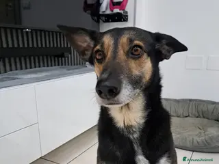 Meticcio cani SOLO PERSONE DAVVERO INTERESSATE - Annuncio 2