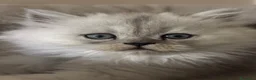 Persiano gatti in vendita: Gattini cuppioli persiano - Annuncio 8