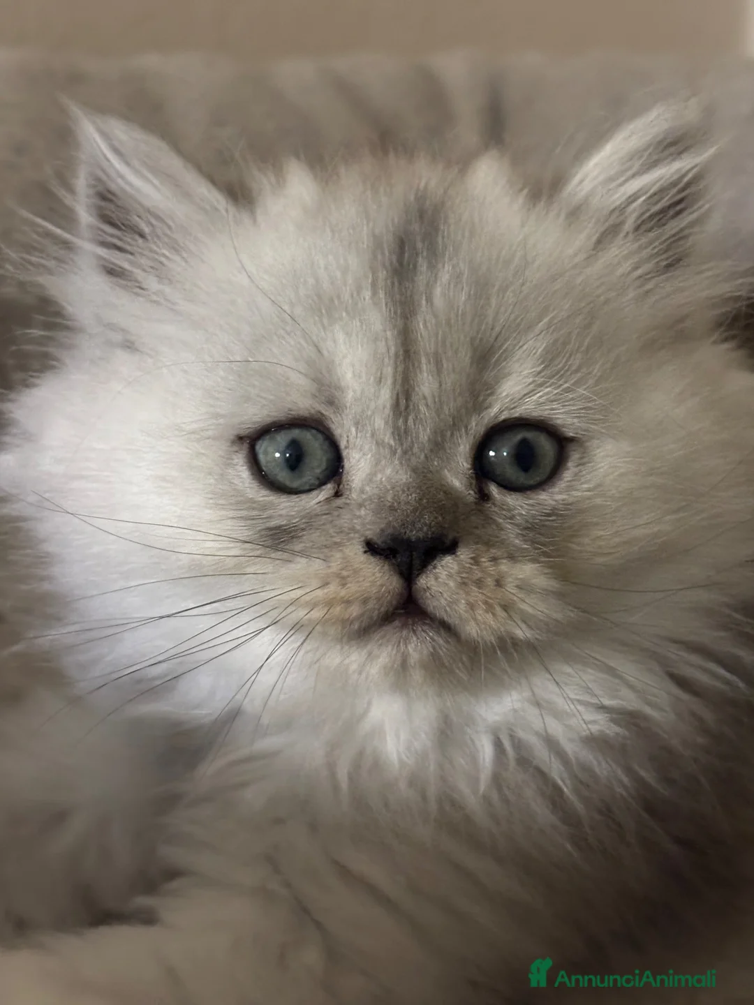 Persiano gatti in vendita: Gattini cuppioli persiano - Annuncio 8
