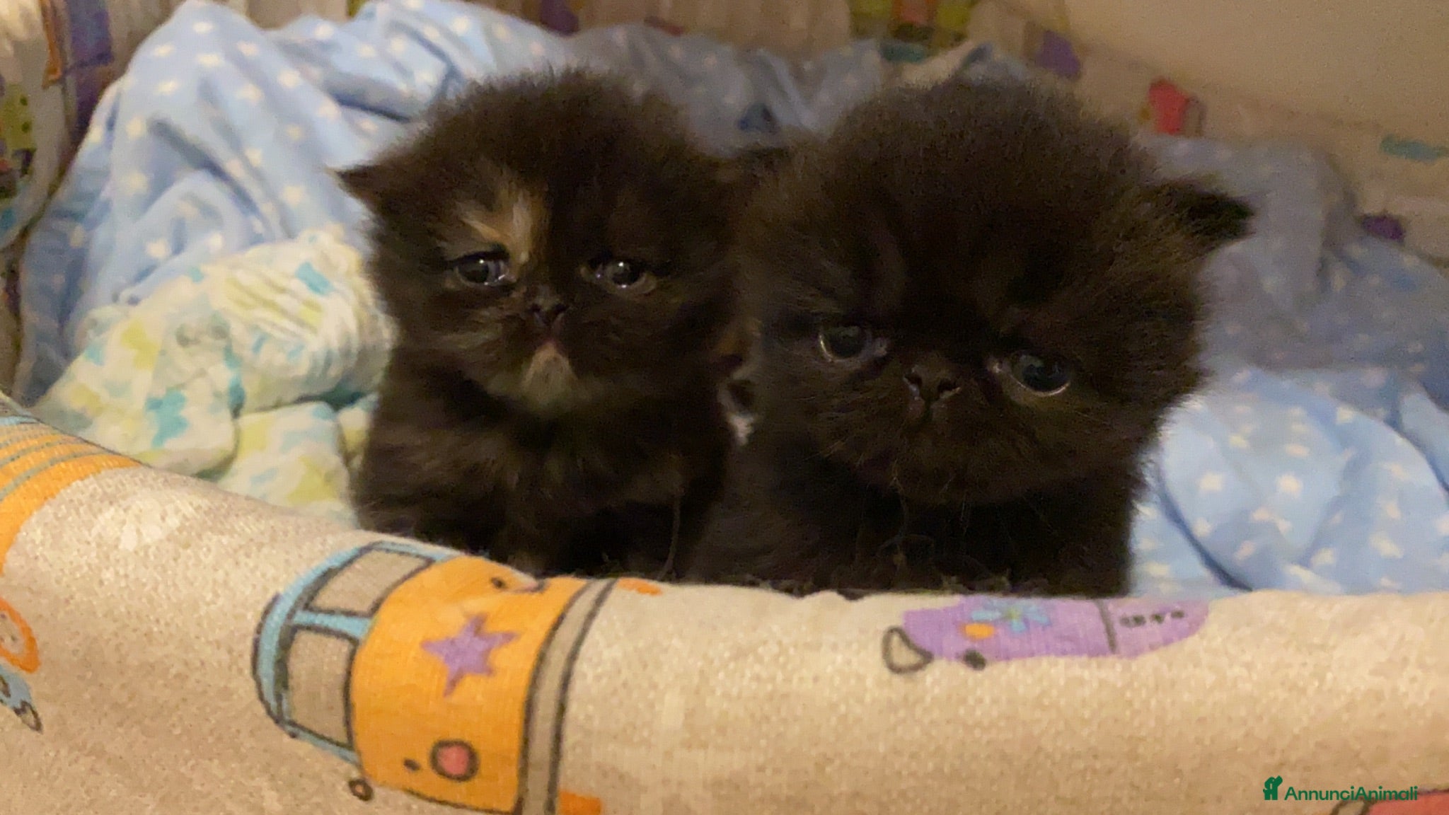 Persiano gatti gattini persiani - Annuncio 17
