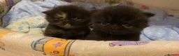 Persiano gatti in vendita: gattini persiani - Annuncio 1