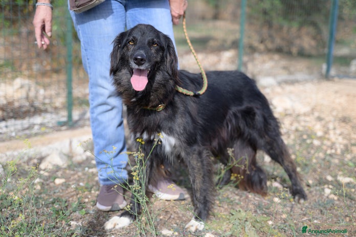 Meticcio cani a Città Metropolitana di Torino - Annuncio 6